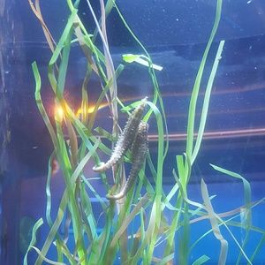 Meet your Posher, Silvia