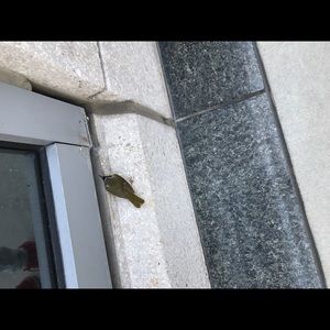 Meet your Posher, Jihang