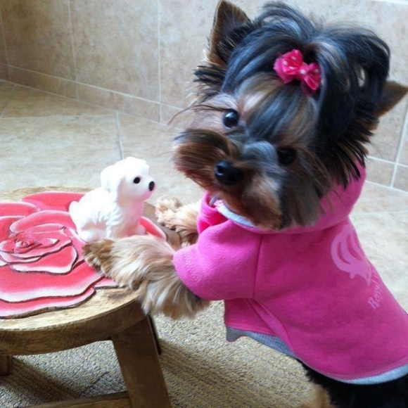 Meet your Posher, Vanya - Picture 2 of 2