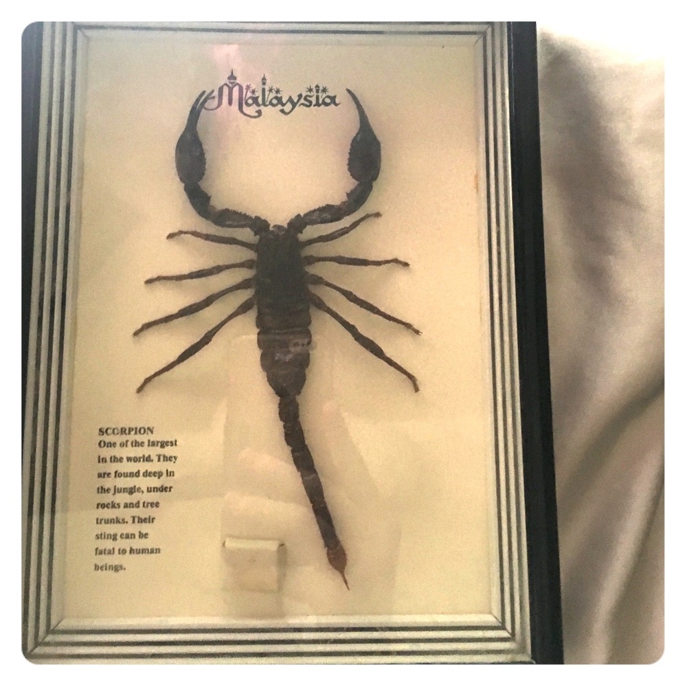 Scorpion display