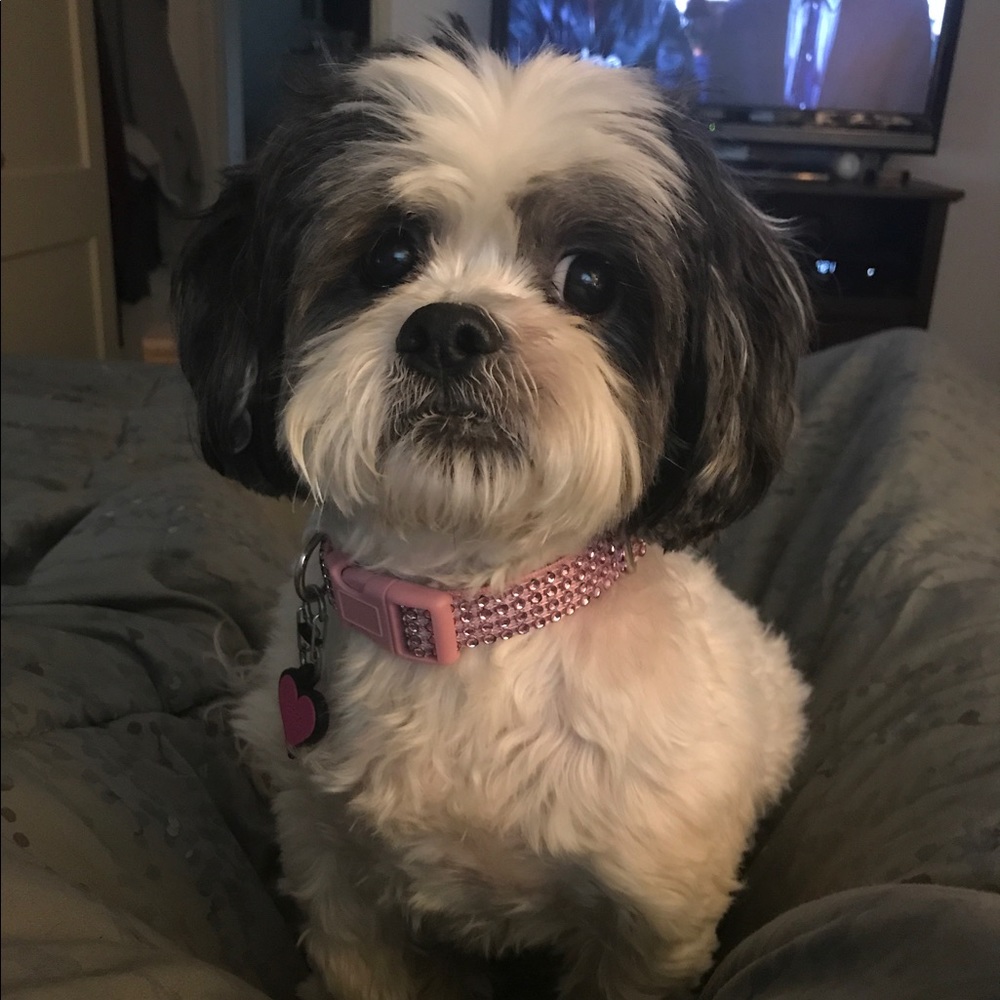 Meet your Posher, Luciana