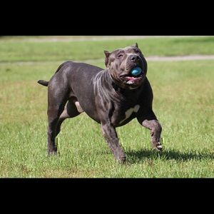 Meet your Posher, Don