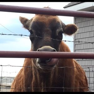 Meet your Posher, Carlee