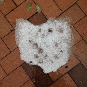 Meet your Posher, Zachery