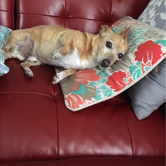 Meet your Posher, Steven - Picture 1 of 1