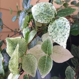 Meet your Posher, Alison