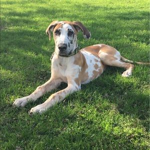 Meet your Posher, Sam