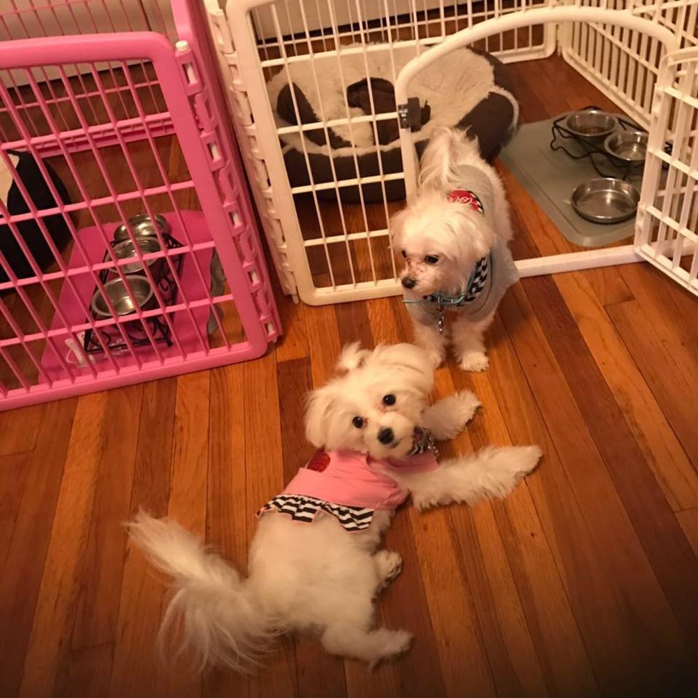 Meet your Posher, Joy