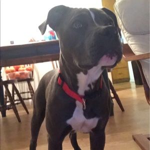 Meet your Posher, Andy