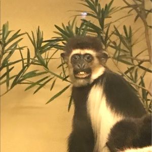 Meet your Posher, Adam