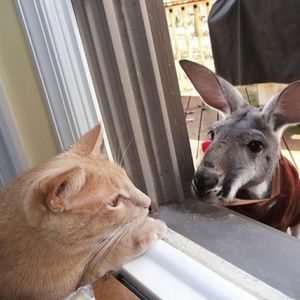 Meet your Posher, Luis