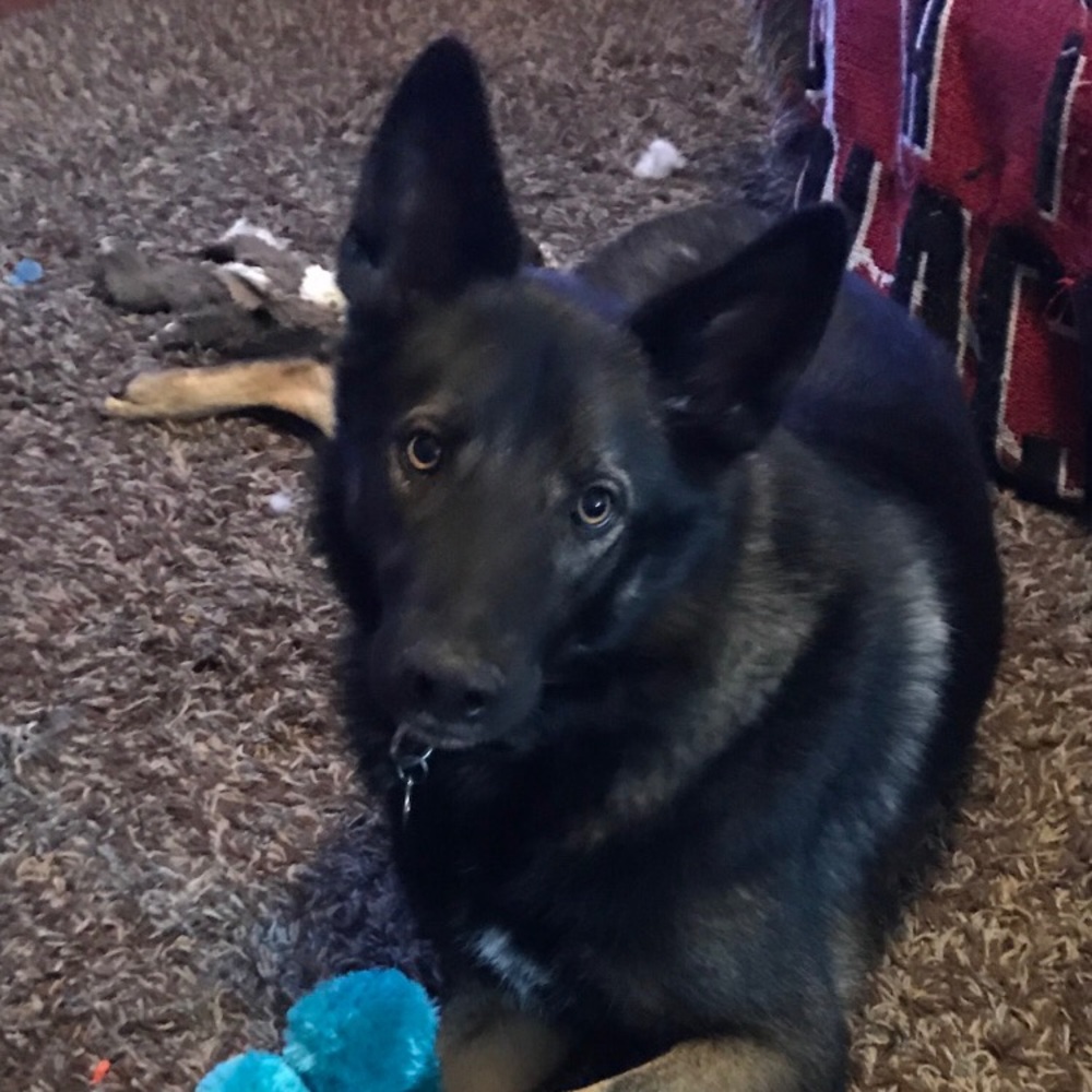 Meet your Posher, Denise