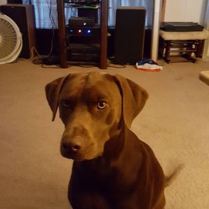 Meet your Posher, Rosa