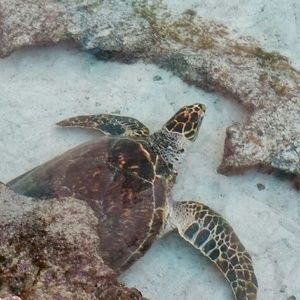 Meet your Posher, Stacey