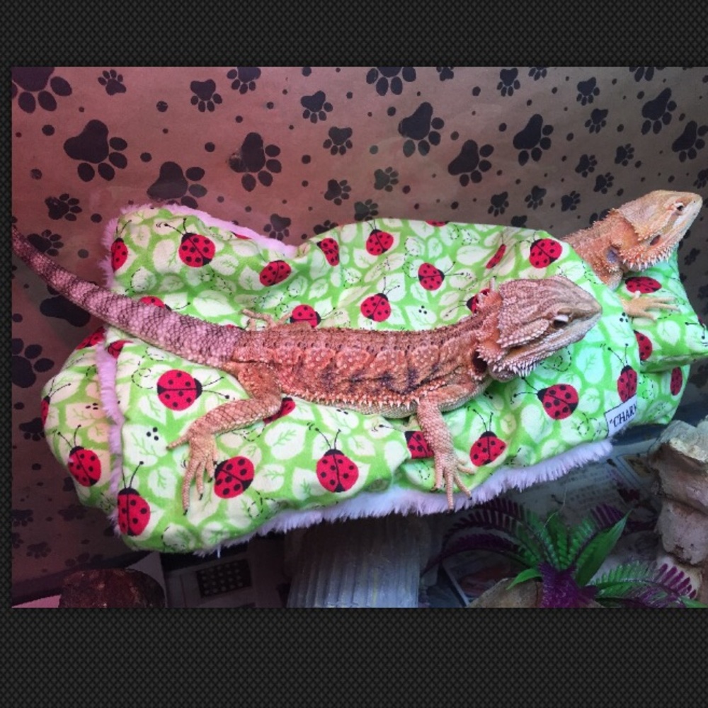 BEARDEDDRAGON ATTACHABLE RESTING BED COVERS