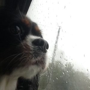 Meet your Posher, Shelbert