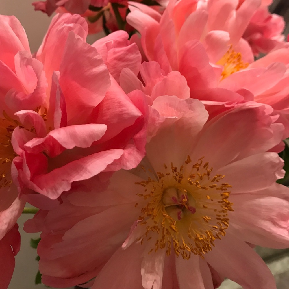 Meet your Posher, Janet