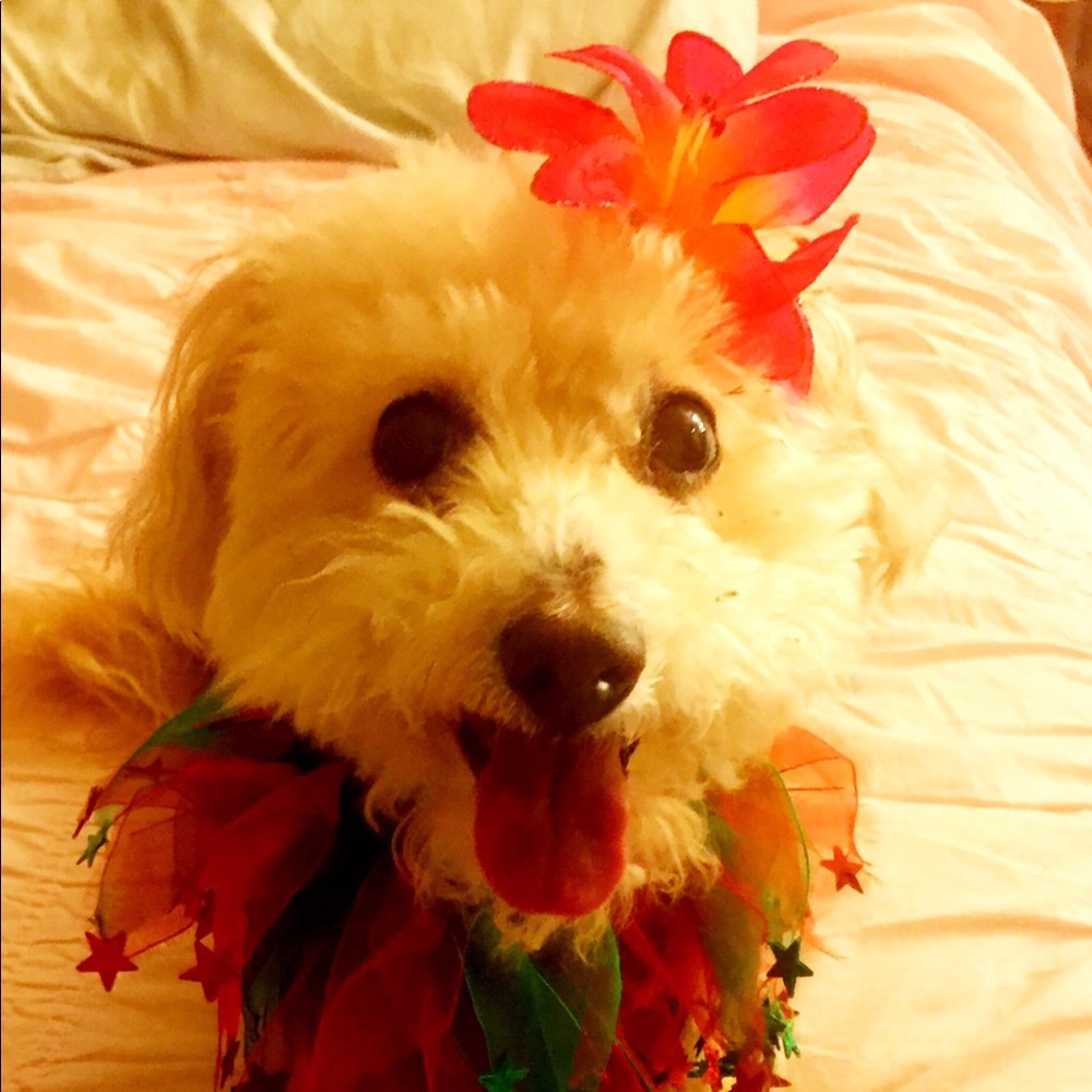 Meet your Posher, Francis