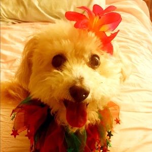 Meet your Posher, Francis