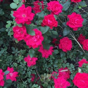 Meet your Posher, Brielle