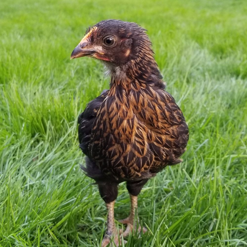 Meet your Posher, Ewa