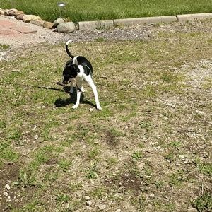 Meet your Posher, Dawn