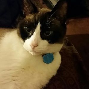 Meet your Posher, Maurice