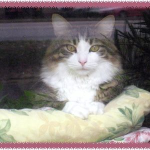 Meet your Posher, Susan