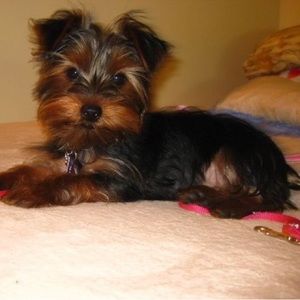 Meet your Posher, Claribel