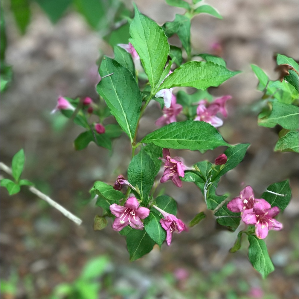 Meet your Posher, Samia