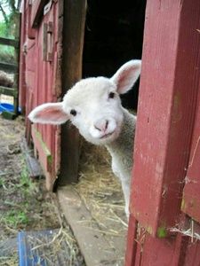 Meet your Posher, Marie