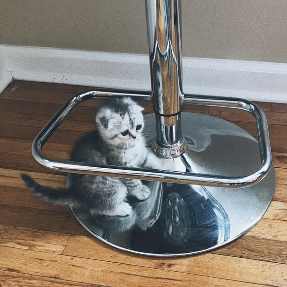 meet the posher :) - Picture 3 of 6