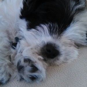 Meet your Posher, Emma