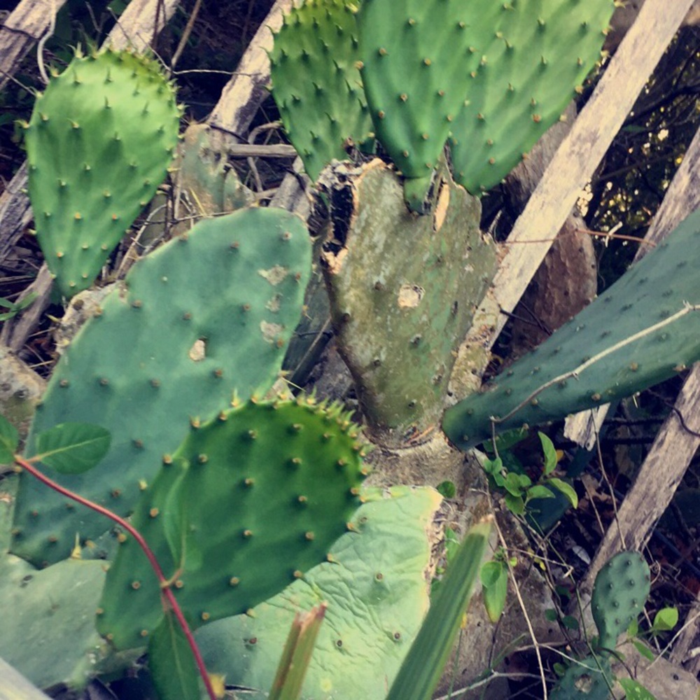 Meet your Posher, Lily