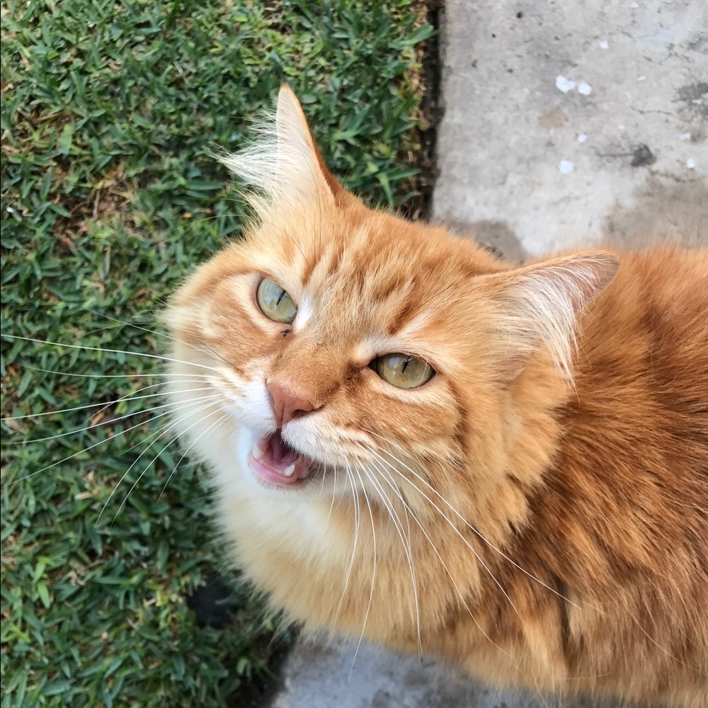 Meet your Posher, Voraya