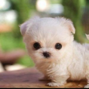 Meet your Posher, Yareli