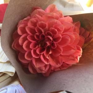 Meet your Posher, Susie