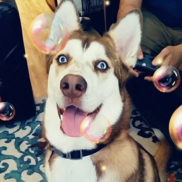 Meet your posher - Picture 2 of 13