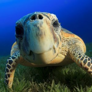 Meet your Posher, Christi