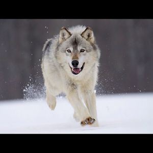 Meet your Posher, Mike