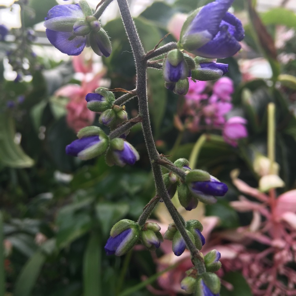 Meet your Posher, Dee Dee 🌸🌼🌺