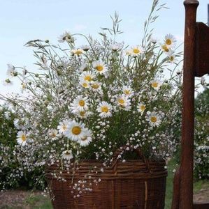 Meet your Posher, Linda