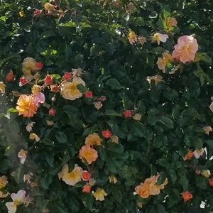 Meet your Posher, Galina