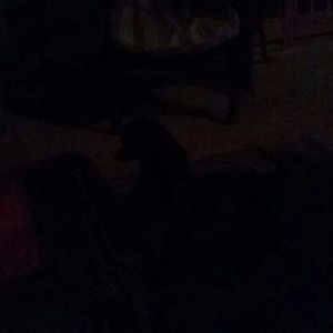 Meet your Posher, Roxanne