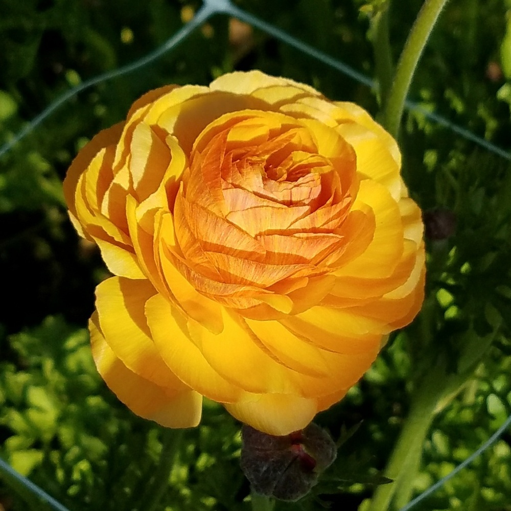 Meet your Posher, Judy