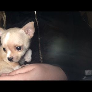 Meet your Posher, Abbie