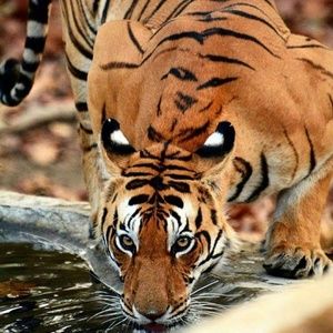 Meet your Posher, Brooklyn