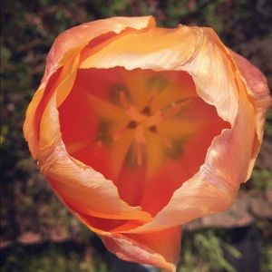 Meet your Posher, Abigail