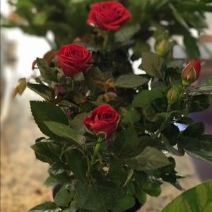 Meet your Posher, Yijun