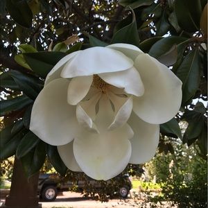 Meet your Posher, Heidi